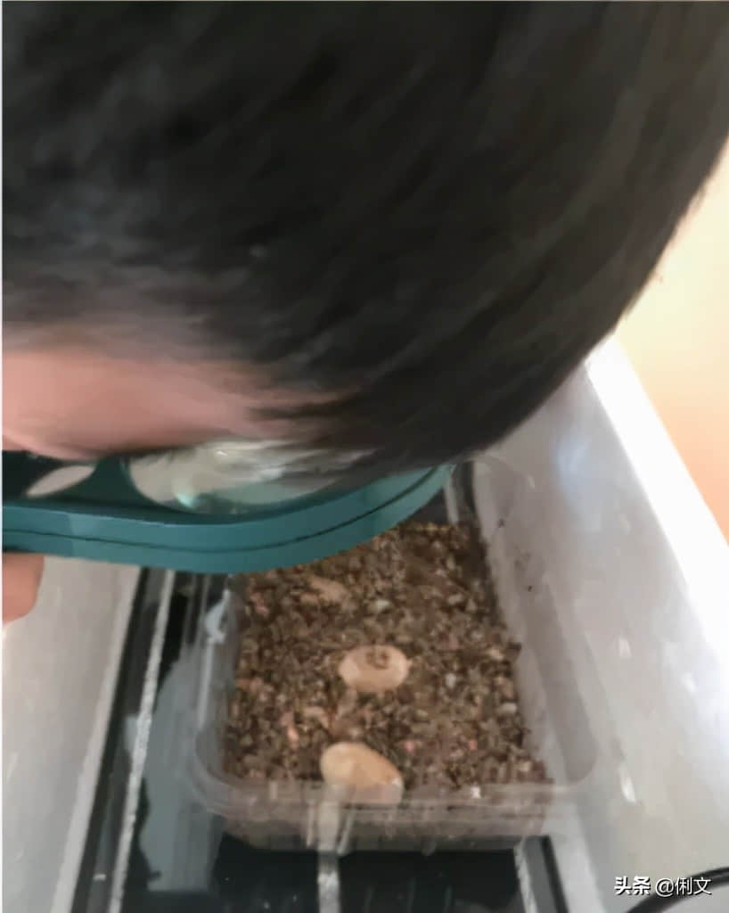 走进幼儿园丨有趣的乌龟蛋